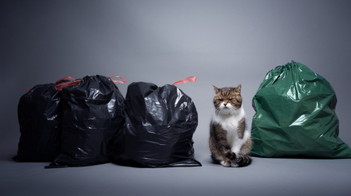 Sitzende Katze zwischen Müllsäcken. Foto: furryfritz / Photocase